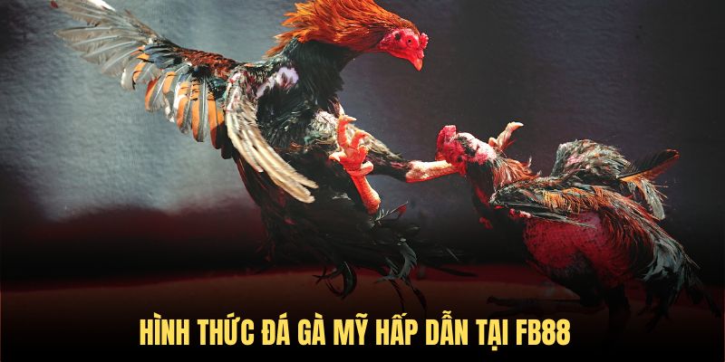 Đá gà Mỹ - Hình thức chọi kê phổ biến tại FB88