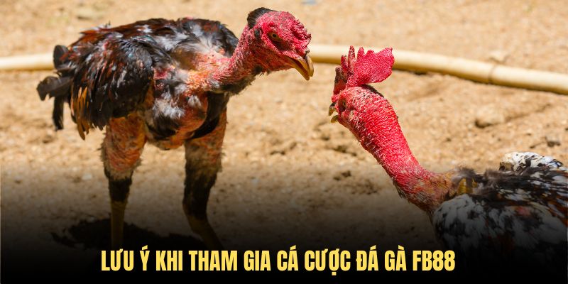 Lưu ý cần nắm khi tham gia đá gà tại FB88